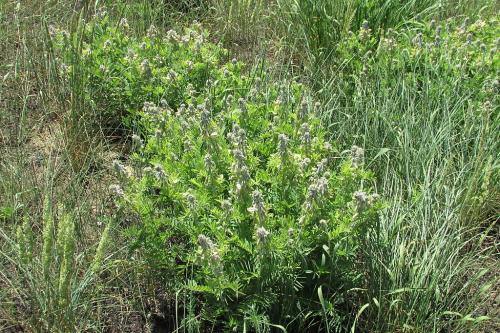 Tephrosia virginiana, Virginia Goat&#039;s Rue 