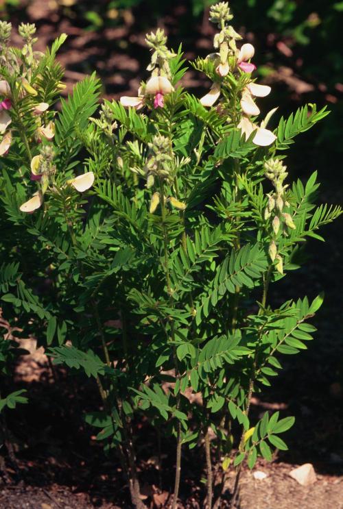 Tephrosia virginiana, Virginia Goat&#039;s Rue 