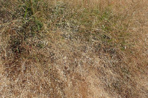Eragrostis spectabilis, Purple Lovegrass