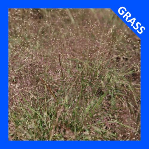 Eragrostis spectabilis, Purple Lovegrass