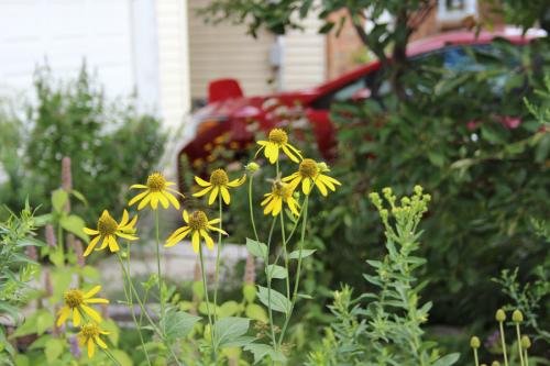 Rudbeckia laciniata, Cut-leaved Coneflower
