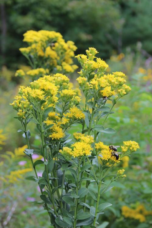 Solidago rigida, Stiff-Leaved Goldenrod