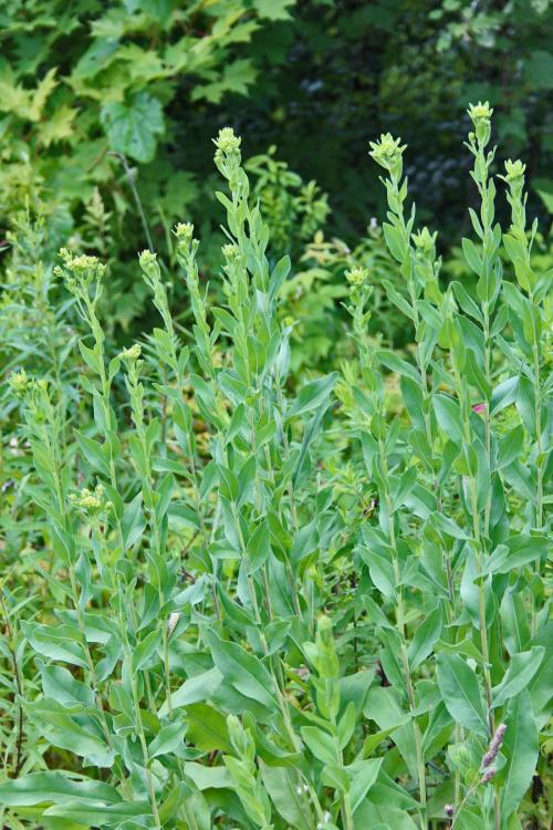 Solidago rigida, Stiff-Leaved Goldenrod