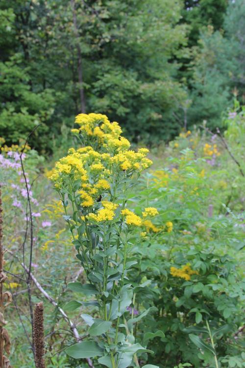 Solidago rigida, Stiff-Leaved Goldenrod