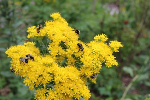 Solidago rigida, Stiff-Leaved Goldenrod