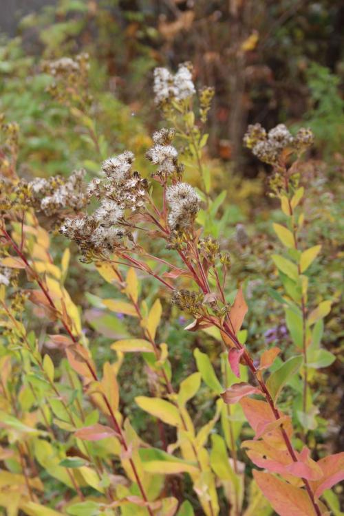 Solidago rigida, Stiff-Leaved Goldenrod