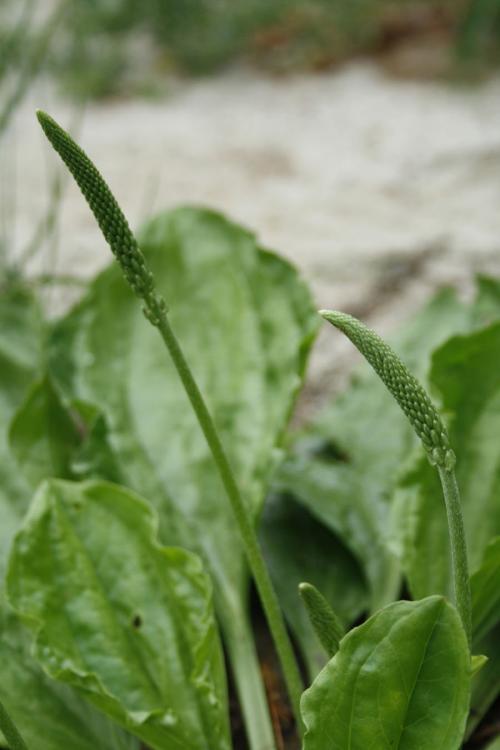 Plantago rugelii, Blackseed Plantain