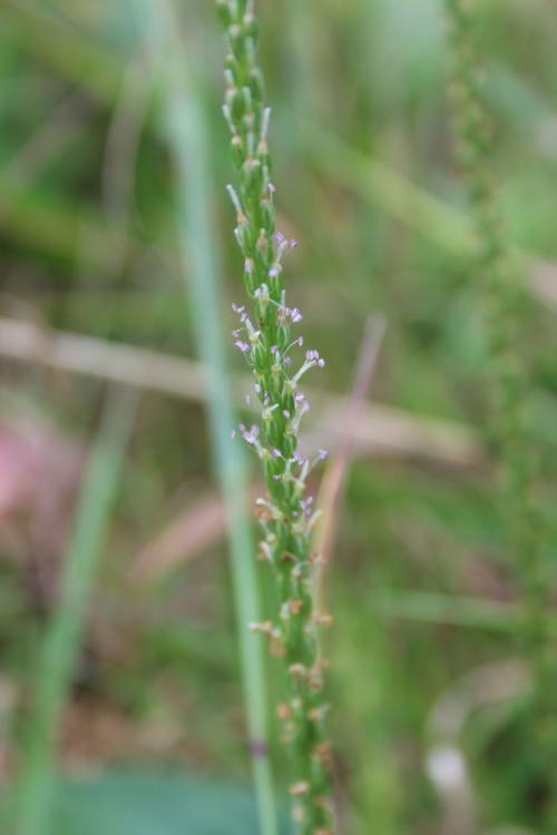 Plantago rugelii, Blackseed Plantain