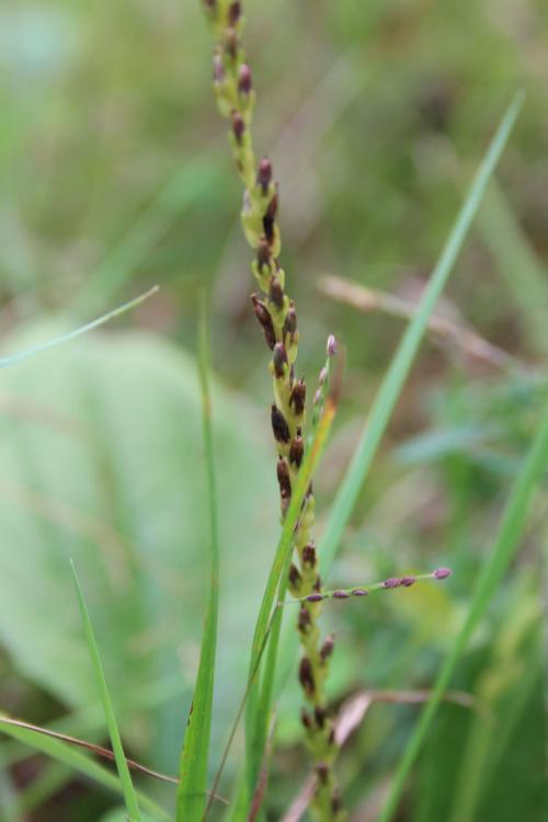 Plantago rugelii, Blackseed Plantain