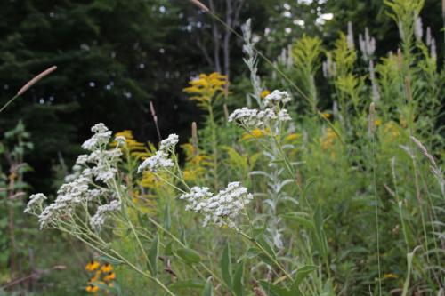 ~ Parthenium integrifolium, Wild Quinine