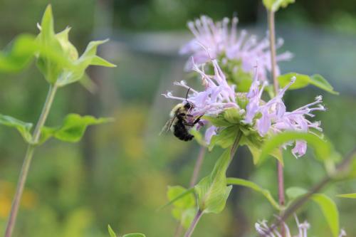 Monarda fistulosa, Wild Bergamot: Mid-height, Mid-season strain