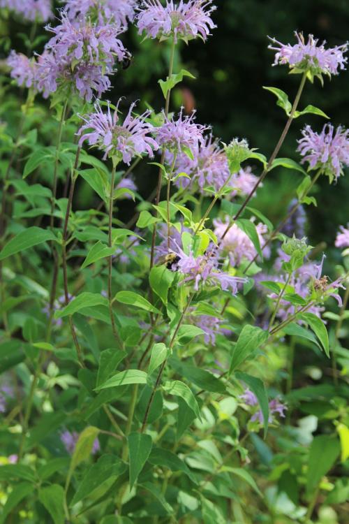 Monarda fistulosa, Wild Bergamot: Mid-height, Mid-season strain