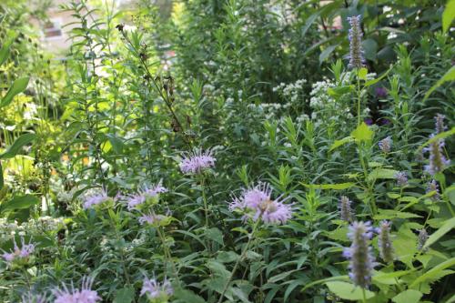 Monarda fistulosa, Wild Bergamot: Mid-height, Mid-season strain