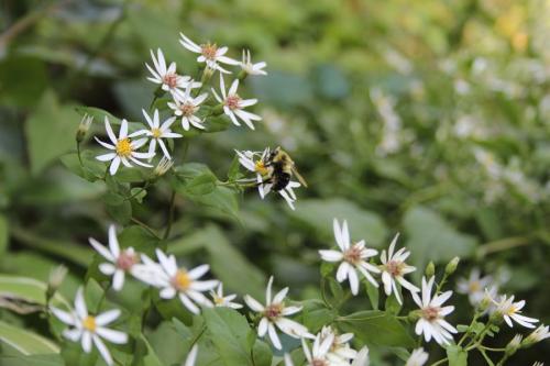 Eurybia divaricata, White Wood Aster