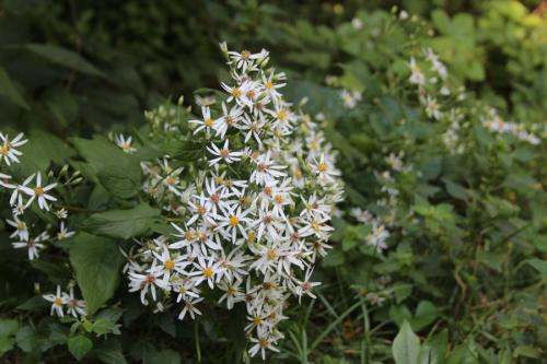 Eurybia divaricata, White Wood Aster