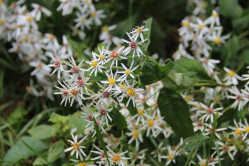Eurybia divaricata, White Wood Aster