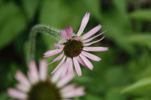~ Echinacea tennesseensis, Tennessee Coneflower