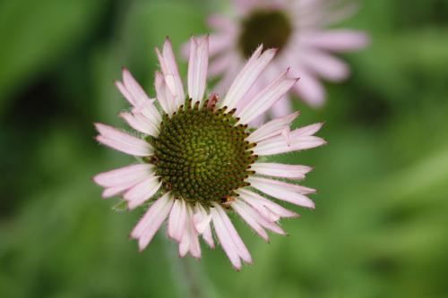 ~ Echinacea tennesseensis, Tennessee Coneflower