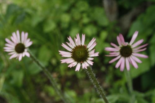 ~ Echinacea tennesseensis, Tennessee Coneflower