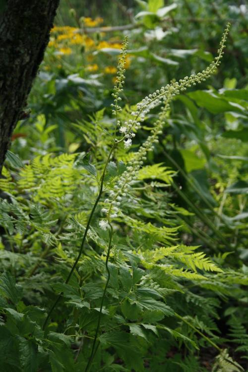 Actaea racemosa, Black Snakeroot