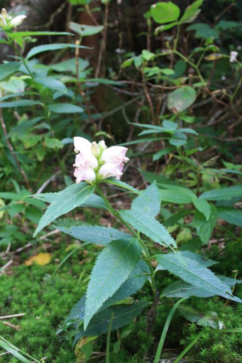 Chelone glabra, White Turtlehead