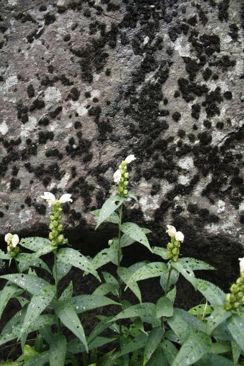 Chelone glabra, White Turtlehead
