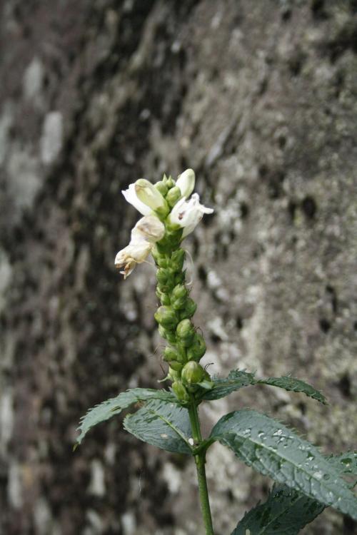 Chelone glabra, White Turtlehead