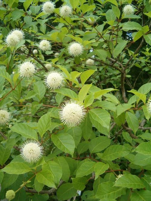 Cephalanthus occidentalis, Eastern Buttonbush