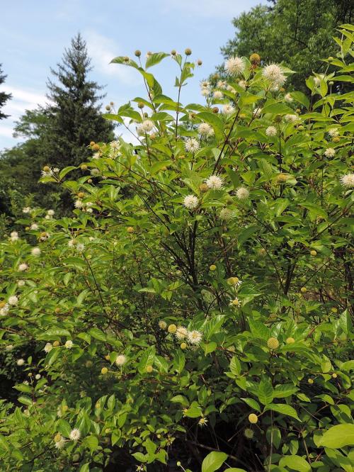 Cephalanthus occidentalis, Eastern Buttonbush