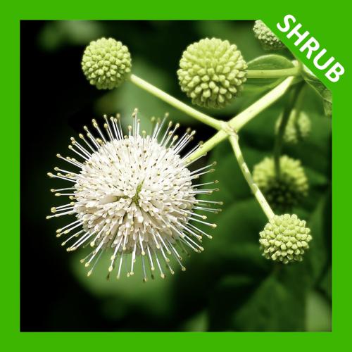 Cephalanthus occidentalis, Eastern Buttonbush