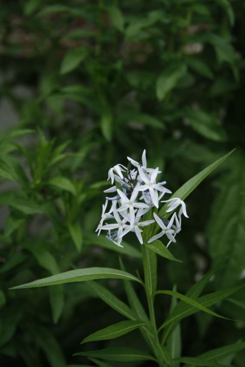 ~ Amsonia tabernaemontana, Eastern Bluestar 