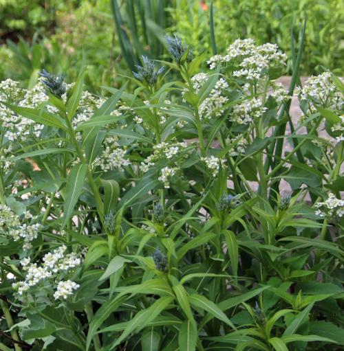 ~ Amsonia tabernaemontana, Eastern Bluestar 
