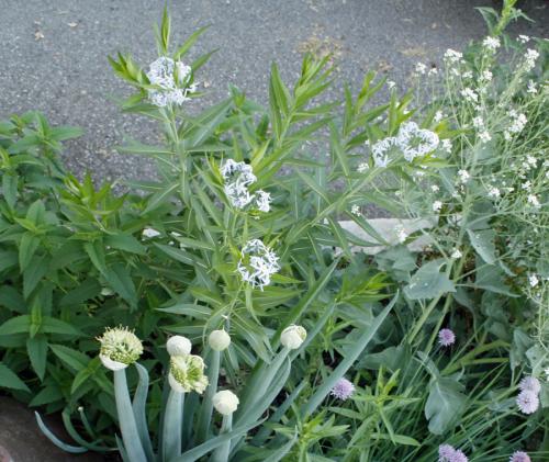 ~ Amsonia tabernaemontana, Eastern Bluestar 