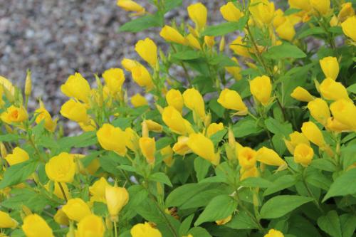 Oenothera pilosella, Prairie Sundrops