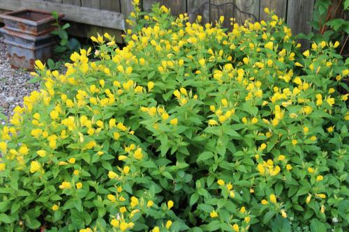Oenothera pilosella, Prairie Sundrops