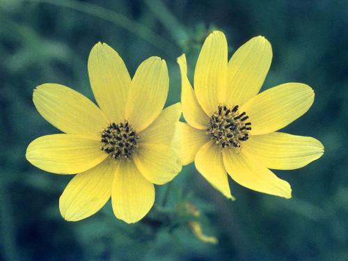 Bidens trichosperma, Crowned Beggarticks