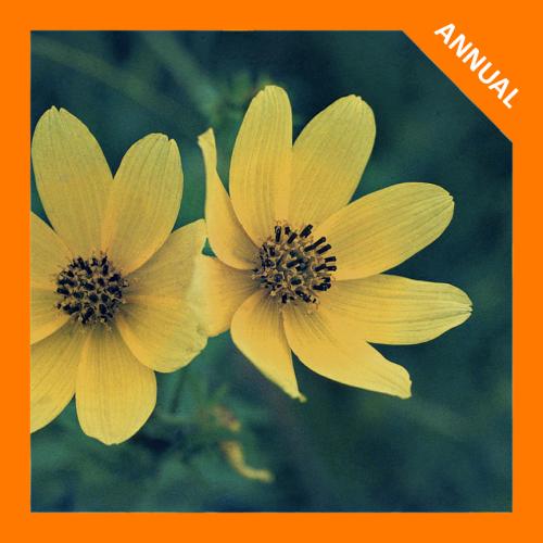 Bidens trichosperma, Crowned Beggarticks