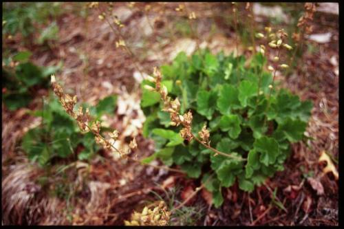 Heuchera richardsonii, Prairie Alumroot  