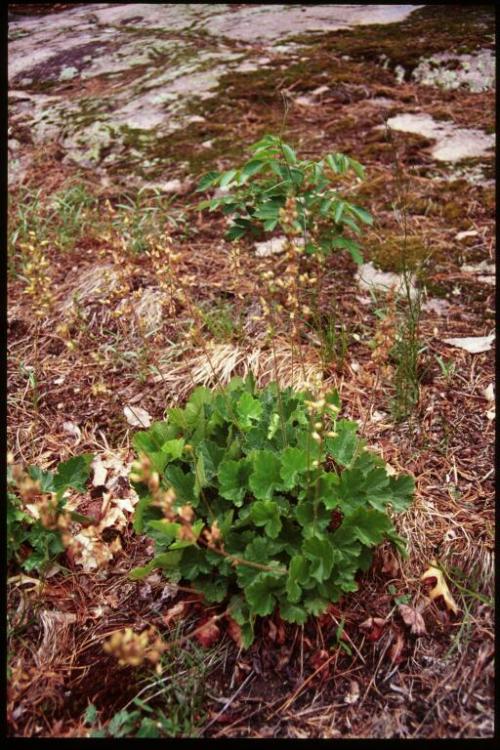 Heuchera richardsonii, Prairie Alumroot  