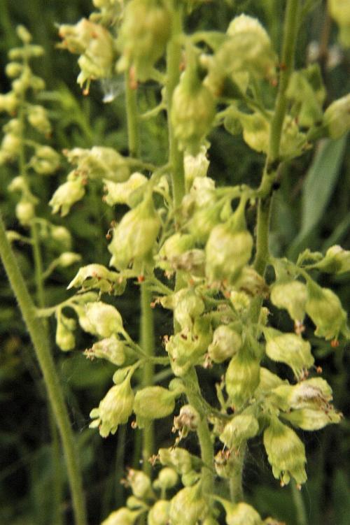 Heuchera richardsonii, Prairie Alumroot  