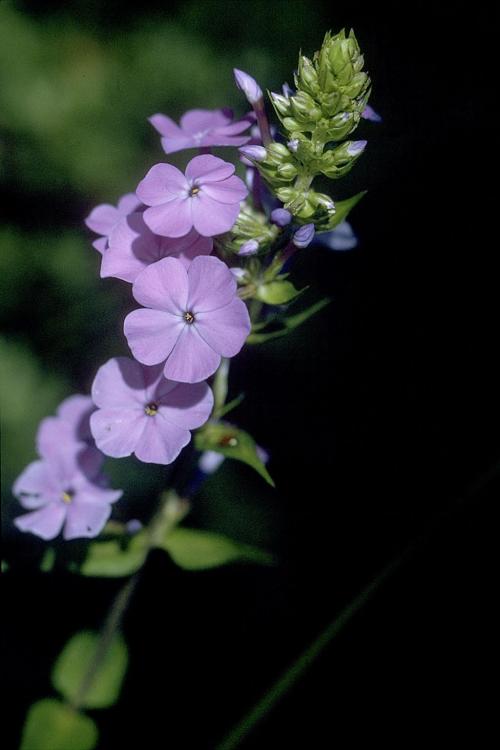 ~ Phlox maculata, Wild Sweet William