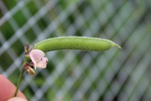Strophostyles leiosperma, Small Wild Bean  