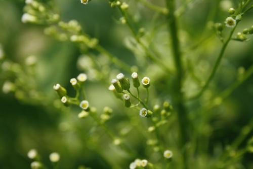 Erigeronium canadensis, Annual Horseweed