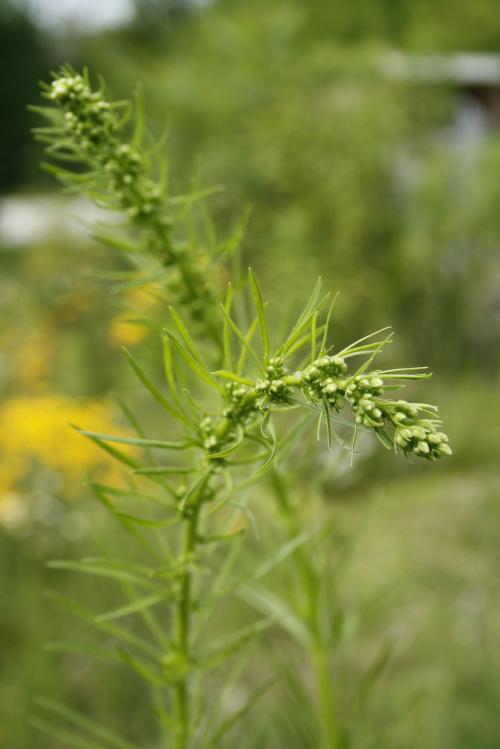 Erigeronium canadensis, Annual Horseweed