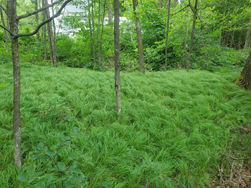 Carex pensylvanica, Pennsylvania Sedge