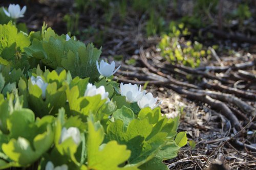 Sanguinaria canadensis, Bloodroot