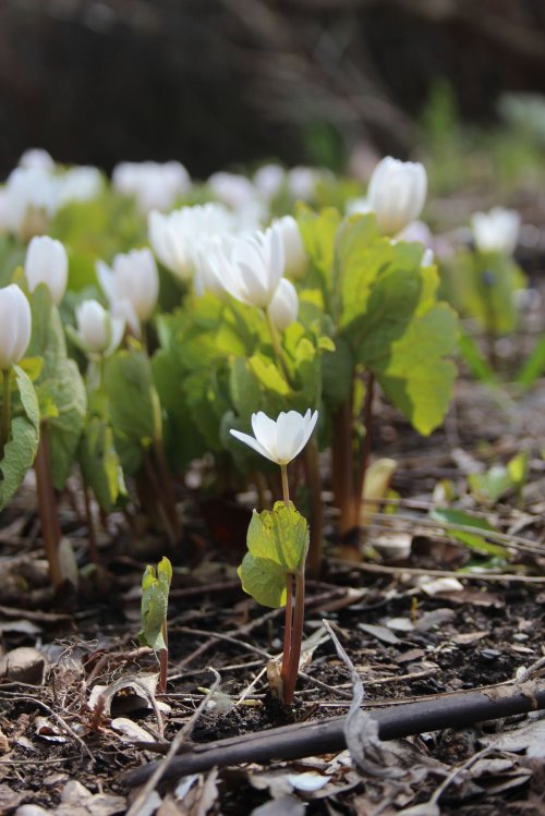 Sanguinaria canadensis, Bloodroot