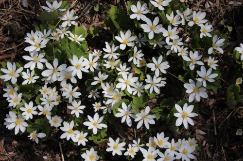 Sanguinaria canadensis, Bloodroot