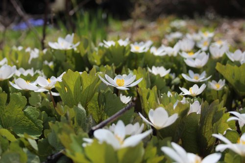 Sanguinaria canadensis, Bloodroot