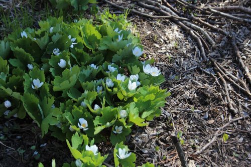 Sanguinaria canadensis, Bloodroot